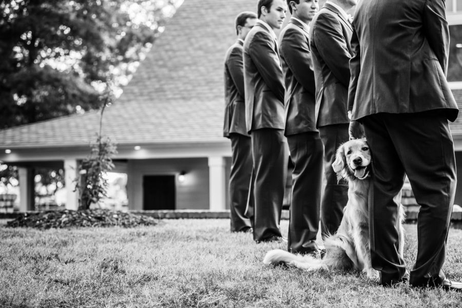 wedding party with dog funny