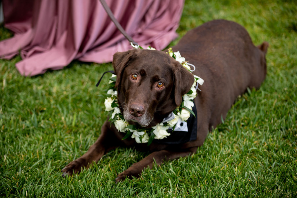 Dog ring bearer - Wedding at Seely Pavilion Lawn in The Grove Park Inn in Asheville, NC